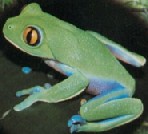 Agalychnis annae