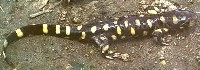 Ambystoma tigrinum