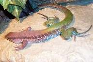 Ameiva festiva