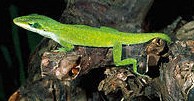 Anolis carolinensis