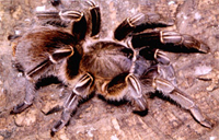 Aphonopelma seemanni