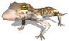 Gecko