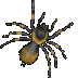 Spinne