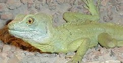 Basiliscus basiliscus