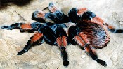 Brachypelma emilia