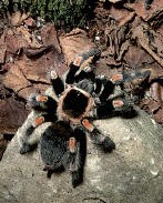 Brachypelma smithi