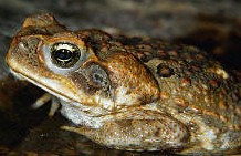 Bufo marinus