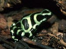 Dendrobates auratus