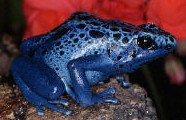 Dendrobates azureus