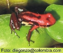 Dendrobates bombetes