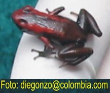 Dendrobates bombetes