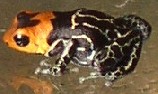 Dendrobates fantasticus