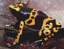 Dendrobates leucomelas