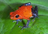 Dendrobates pumilio