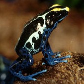 Dendrobates tinctorius