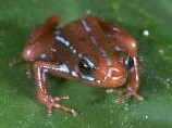 Dendrobates tricolor