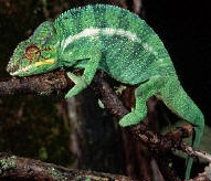 Furcifer pardalis