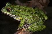 Gastrotheca marsupiata