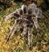 Grammostola spatulata