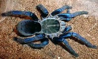 Haplopelma lividum