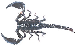 Heteromorphus cyaneus