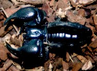 Heteromorphus scaber