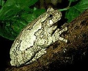 Hyla versicolor