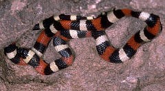 Lampropeltis triangulum