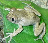 Leptopelis hyloides