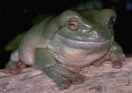 Litoria caerulea