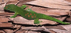 Phelsuma madagascariensis