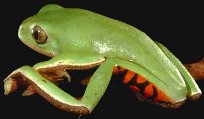 Phyllomedusa azurea