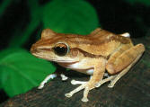 Rhacophorus leucomystax