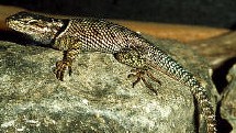 Sceloporus jarrovi