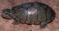 Sternotherus odoratus