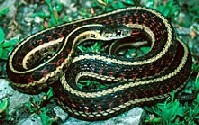 Thamnophis sirtalis