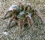 Theraphosa leblondi