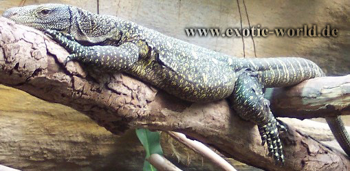 Varanus salvadorii