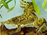 Xenopus laevis