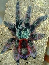 Avicularia versicolor